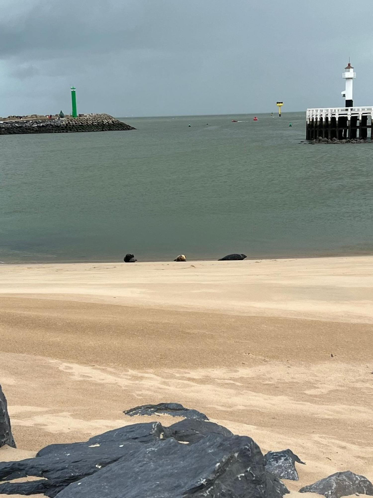 Bonelly Daire Oostende Dış mekan fotoğraf